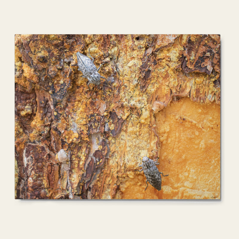 Dual Beetles — metal wall art of two beetles on pine bark half-drowned in old resin