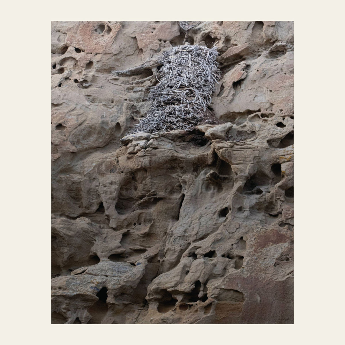 Eagle's Nest in the Petroglyphs museum-grade archival print of a stick nest on honeycombed sandstone at White Mountain, north of Rock Springs near the Killpecker dunes
