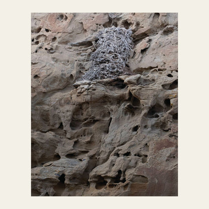 Eagle's Nest in the Petroglyphs museum-grade archival print of a stick nest on honeycombed sandstone at White Mountain, north of Rock Springs near the Killpecker dunes
