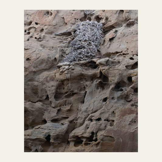 Eagle's Nest in the Petroglyphs museum-grade archival print of a stick nest on honeycombed sandstone at White Mountain, north of Rock Springs near the Killpecker dunes
