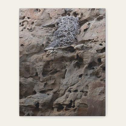 Eagle's Nest in the Petroglyphs canvas print of a stick nest on honeycombed sandstone at White Mountain, north of Rock Springs near the Killpecker dunes