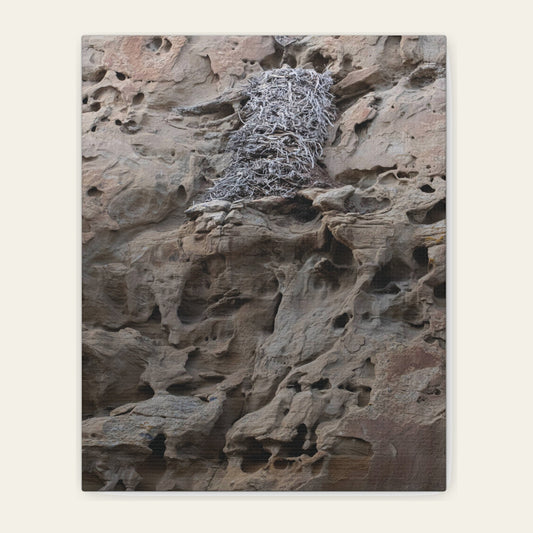 Eagle's Nest in the Petroglyphs canvas print of a stick nest on honeycombed sandstone at White Mountain, north of Rock Springs near the Killpecker dunes