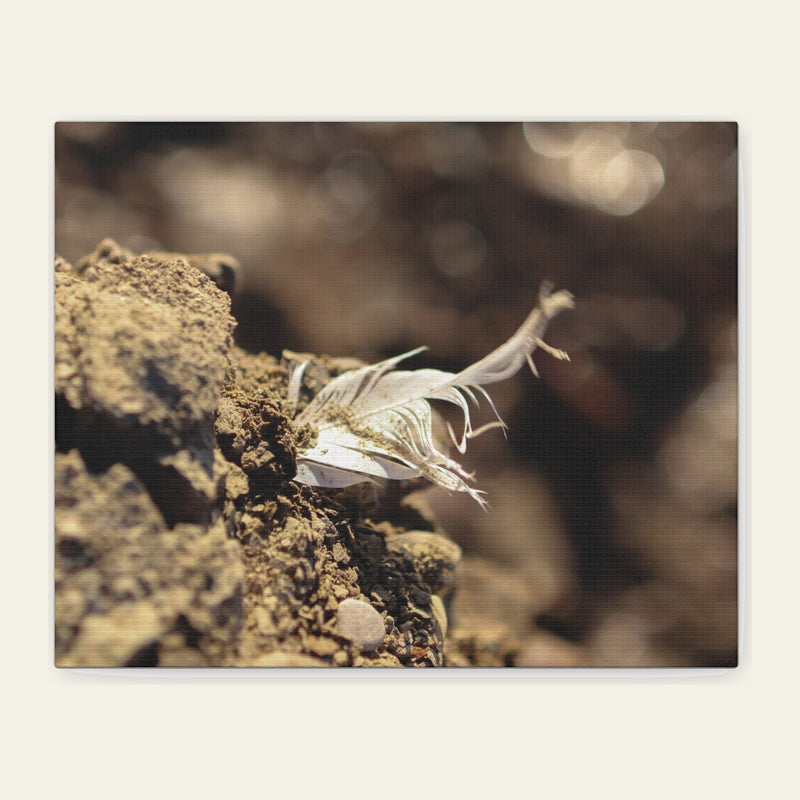 Held Fast — canvas print of a feather snagged in dry sand above the reservoir line at Big Sandy