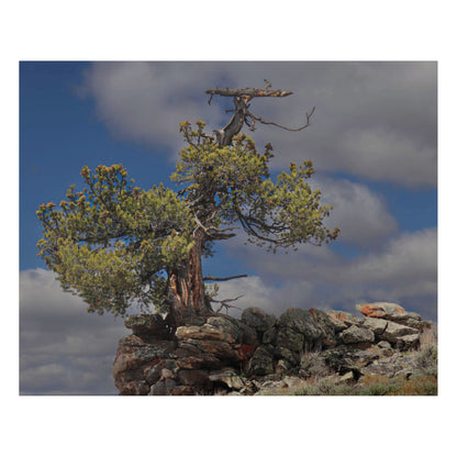 Holding Light museum-grade archival print of an arnica in full color in front of a dark, splitting aspen trunk