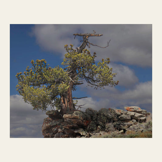 High Country Sentinel museum-grade archival print of a wind-shaped limber pine holding a rock outcrop, half the crown bare grey wood, half still in cones
