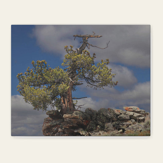 High Country Sentinel canvas print of a wind-shaped limber pine holding a rock outcrop, half the crown bare grey wood, half still in cones