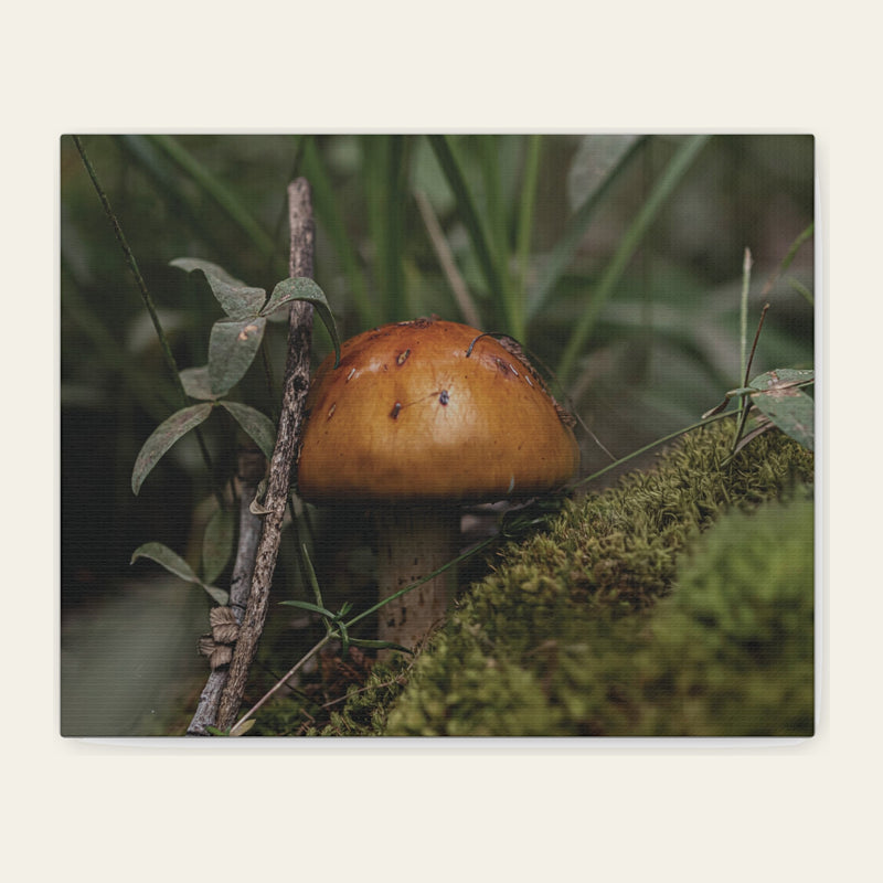 Mushroom in the Forest — canvas print of one cap holding its shape on the moss, already marked and starting to go