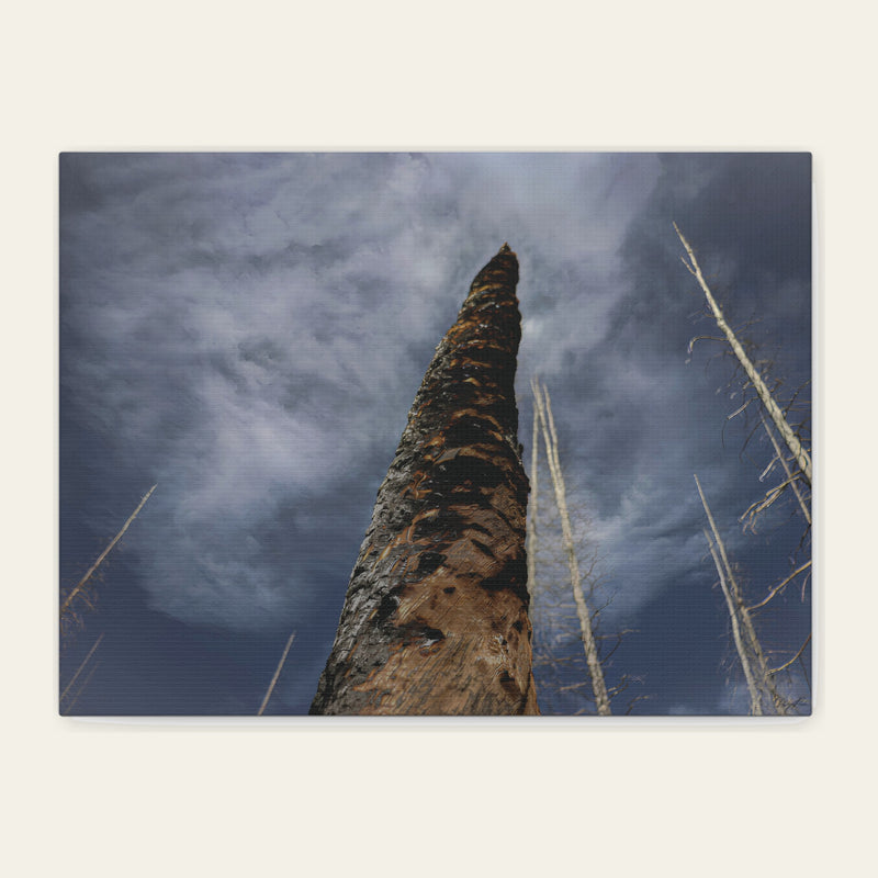 Scorched Tree — canvas print of a blackened trunk standing against cloud, bark burned back to bare wood