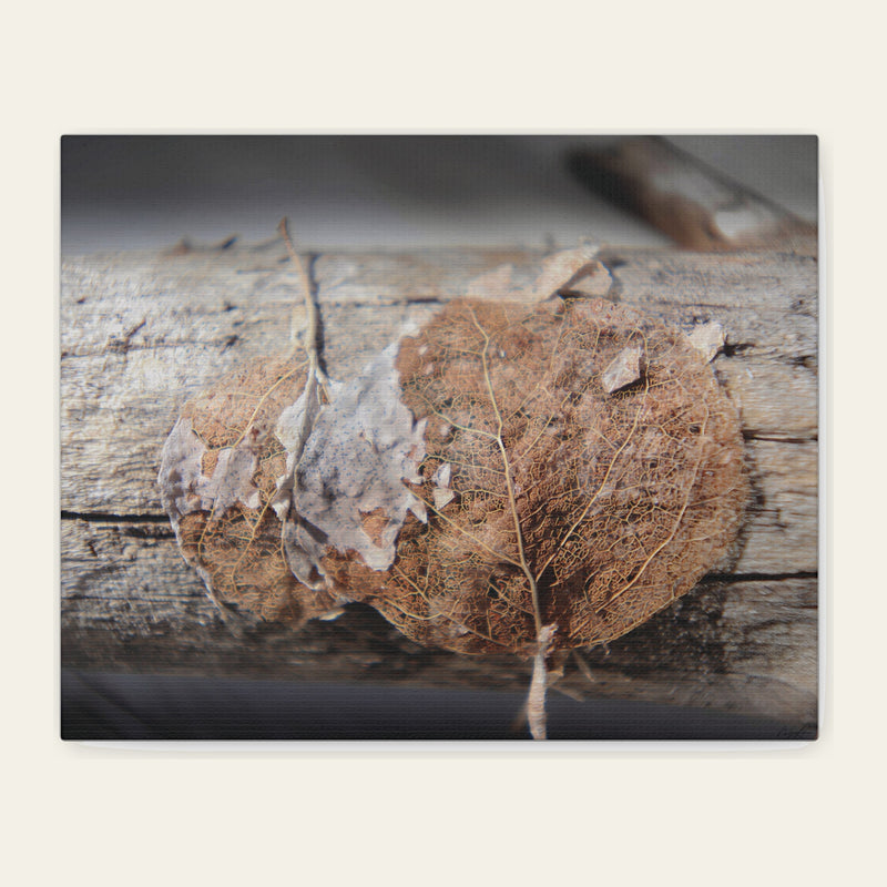 Skeletal Aspen Leaves — canvas print of two leaves reduced to their vein network, draped over a bleached branch