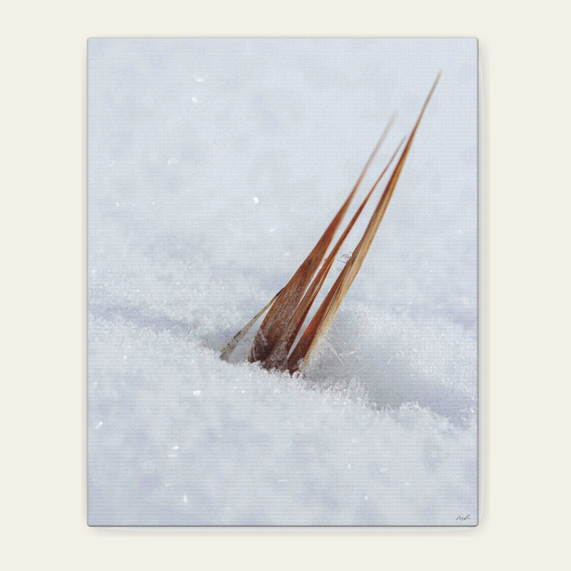 Still Rising — canvas print of dry blades standing out of snow, with a small hollow melted in around the base