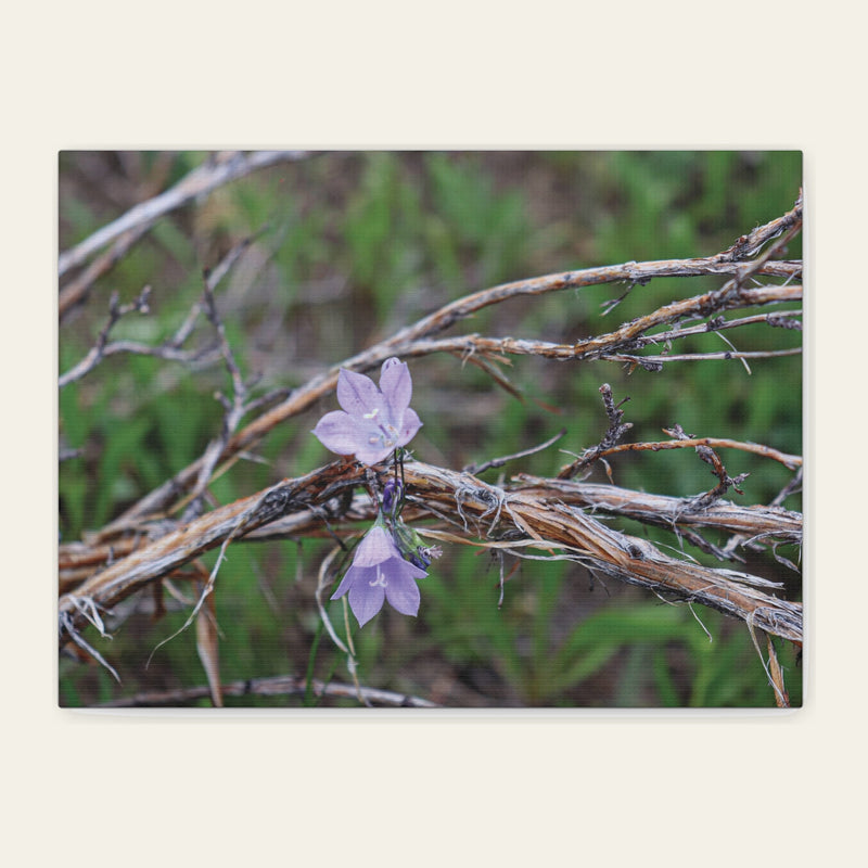 Wildflowers in the Willows — canvas print of harebell on stems thin as thread, hanging against bleached willow