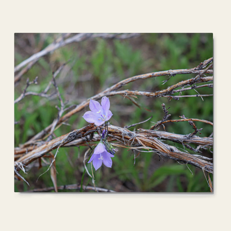 Wildflowers in the Willows — metal wall art of harebell on stems thin as thread, hanging against bleached willow
