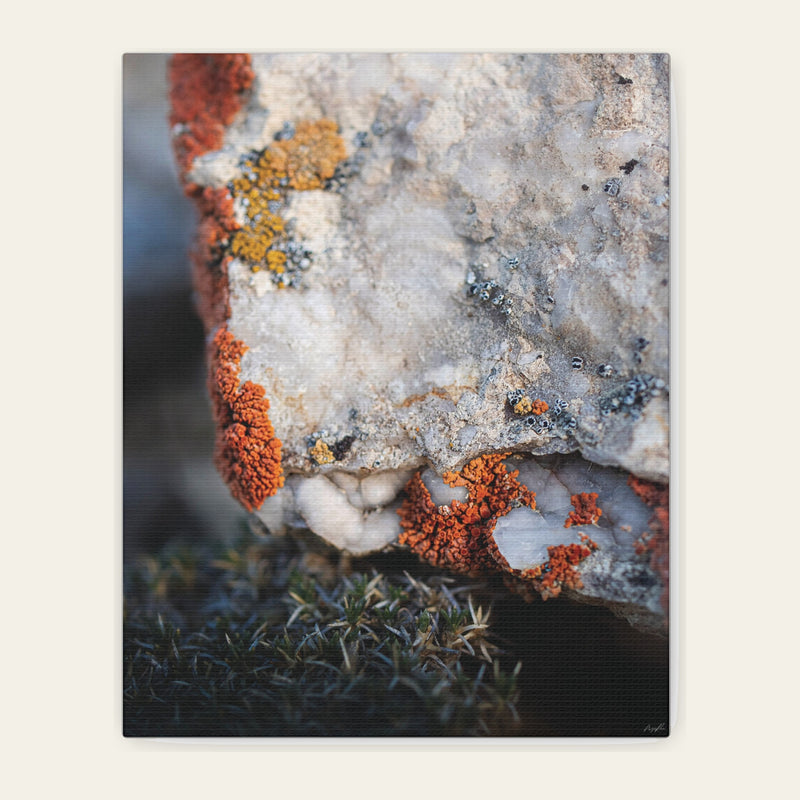 Written in Color — canvas print of orange and yellow crusts working the edge of a white quartz boulder