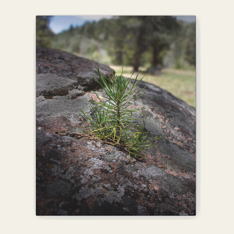 Young Pine from out of the Boulder — canvas print of a pine seedling in a seam on a granite boulder, dead needles caught in the crack around it